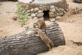 Meerkats Latin Suricata suricatta looking for insects in the bark of a cut tree on a clear sunny day. Animals