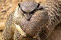 Meerkats at London Zoo Royalty Free Stock Photo