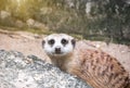 Meerkats looking gaurd Royalty Free Stock Photo