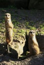 Meerkats looking out for danger Royalty Free Stock Photo