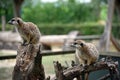 Meerkats looking to the left