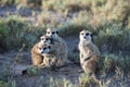 Meerkats in Africa, four meerkats curious facing photographer Royalty Free Stock Photo
