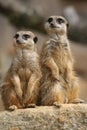 Meerkats on lookout Royalty Free Stock Photo
