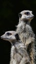 Meerkat Lookouts Portrait