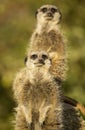 Meerkats on the lookout Royalty Free Stock Photo