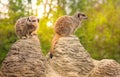 Meerkats on the lookout Royalty Free Stock Photo
