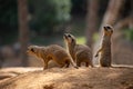 Meerkats, the meerkat family, wild animals in their environment