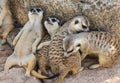 Meerkats