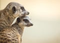 Meerkats mother and cub