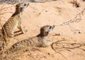 Meerkats