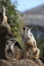 Meerkats on Patrol