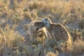 Meerkats playing with eachother in Botswana/South Africa