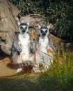 Meerkat Pair at Zoo