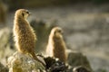 Meerkats on rocks Royalty Free Stock Photo