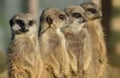 Meerkats in a row