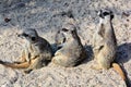Meerkats in the sand Royalty Free Stock Photo