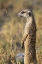 Meerkats in Botswana, a joy to watch them.