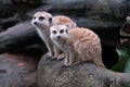 Meerkats, Singapore Zoological Garden