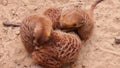 Meerkats sleep in a glomerulus, close-up video