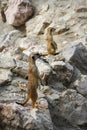 Meerkats standing surrounded by rocks. Royalty Free Stock Photo