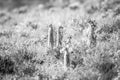 Meerkats standing up in black and white.