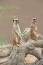 Meerkats standing. Wary rodents standing on hind legs