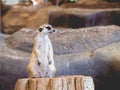 Meerkats stood on the beam