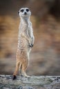 Meerkat - Suricata suricatta Royalty Free Stock Photo