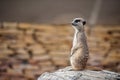 Meerkat - Suricata suricatta