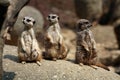 Meerkats Royalty Free Stock Photo