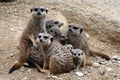 Meerkats (Suricata suricatta) Royalty Free Stock Photo