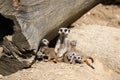 Meerkats Royalty Free Stock Photo