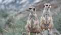 Meerkats Suricata, suricatta on lookout, wild life Royalty Free Stock Photo