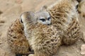 Meerkats (suricate) Royalty Free Stock Photo