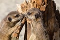 Meerkats (suricate) on guard duty