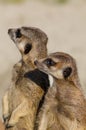 Meerkats (suricate) on guard duty Royalty Free Stock Photo