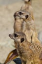 Meerkats (suricate) on guard duty