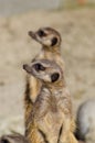 Meerkats (suricate) on guard duty Royalty Free Stock Photo