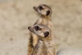 Meerkats (suricate) on guard duty Royalty Free Stock Photo