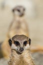 Meerkats (suricate) on guard duty Royalty Free Stock Photo