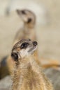 Meerkats (suricate) on guard duty Royalty Free Stock Photo