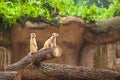 Meerkats suricate are on guard. Royalty Free Stock Photo