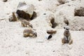Meerkats - suricates at Lille zoo
