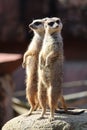 Meerkats in their natural habitat