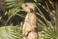 Meerkats to the sun prying, Suricata suricatta