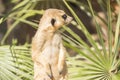 Meerkats to the sun prying, Suricata suricatta