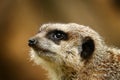 Close-up portrait of meerkat