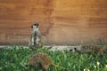 Meerkats watching around for safety and warning Royalty Free Stock Photo