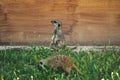 Meerkats watching around for safety and warning Royalty Free Stock Photo