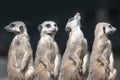 Meerkats watching everywhere Royalty Free Stock Photo